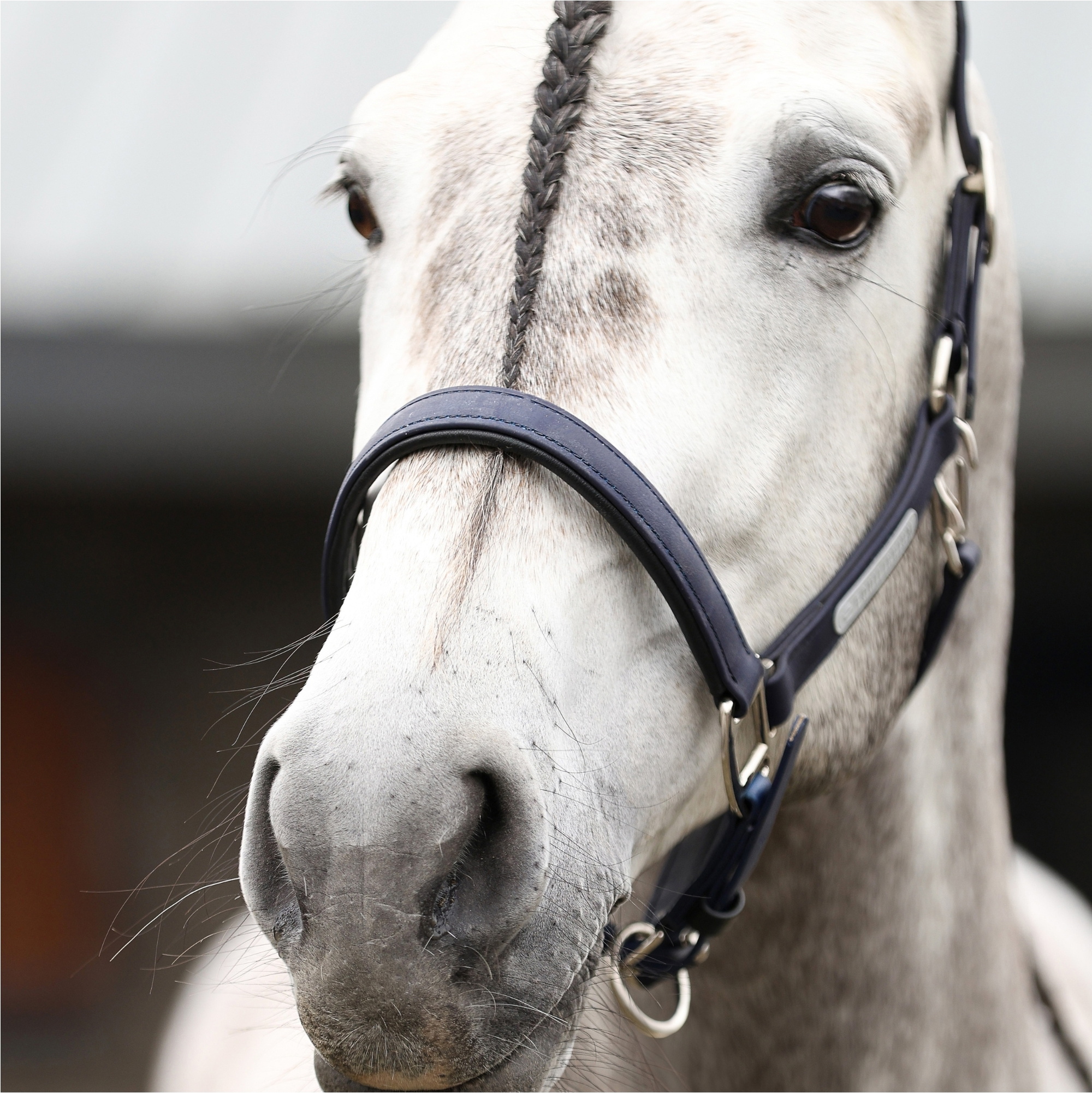 Equilibrium New Stellar Headcollar EQB1681 - Navy